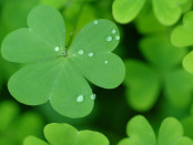 Happy_StPatricks_Day2014_freecomputerdesktopwallpaper_1680