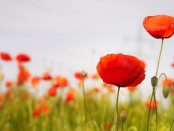 poppy-flowers