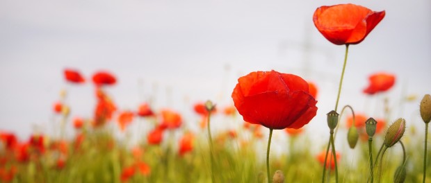 poppy-flowers